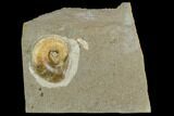 Agatized Ammonite (Lytoceras) Fossil in Rock - Mistelgau, Germany #125436-1